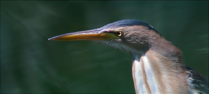 Martinet menut (Ixobrychus minutus)