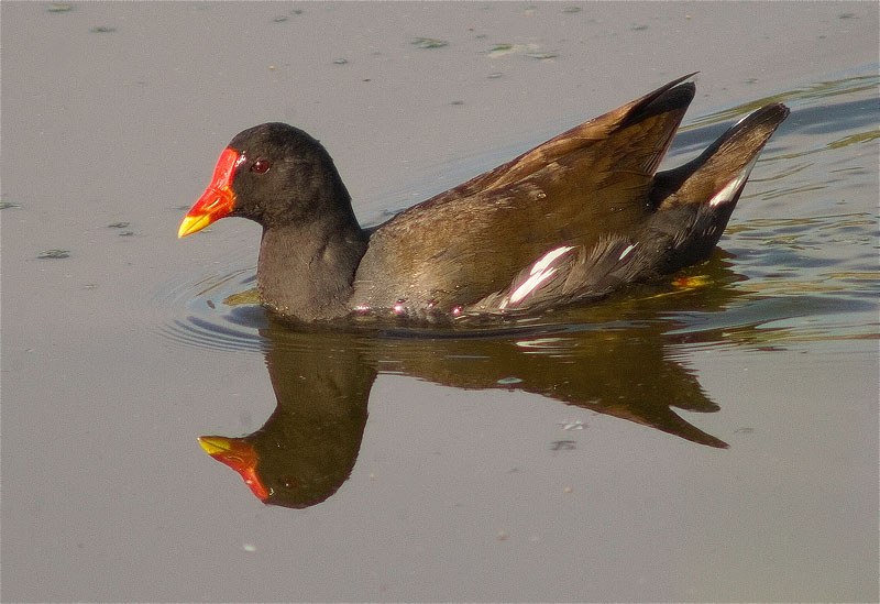 Polla d'aigua (Gallinula chloropus)