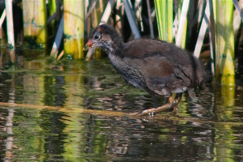 Jove de Polla d'aigua (Gallinula chloropus)