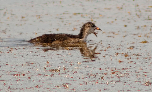 Jove de Fotja (Fulica atra)