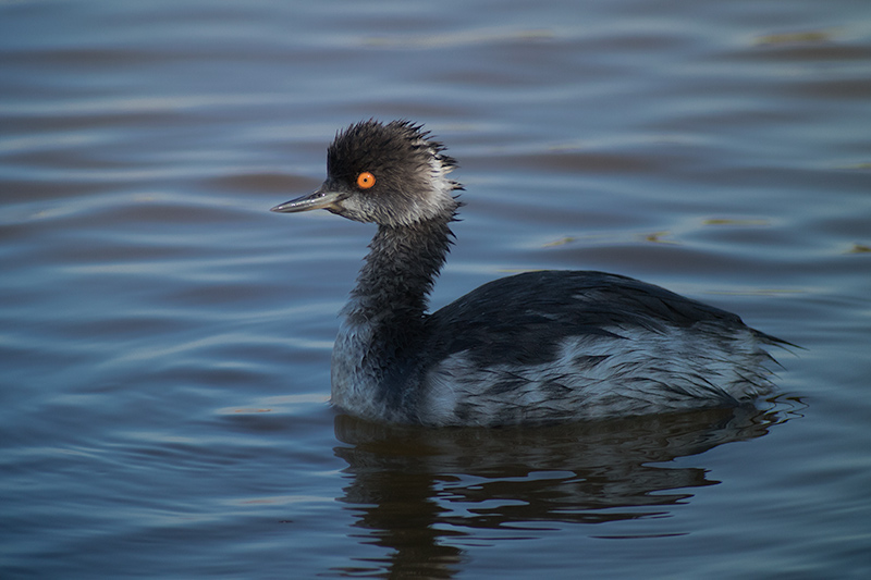 Cabussó coll-negre (Podiceps nigricollis)