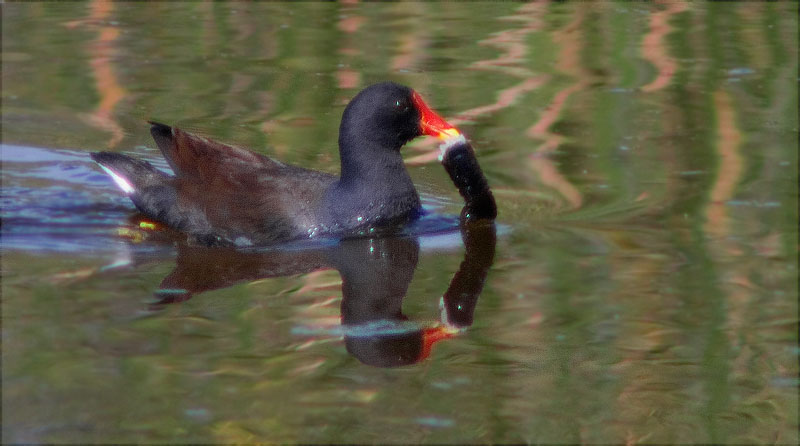 Polla d'aigua (Gallinula chloropus)