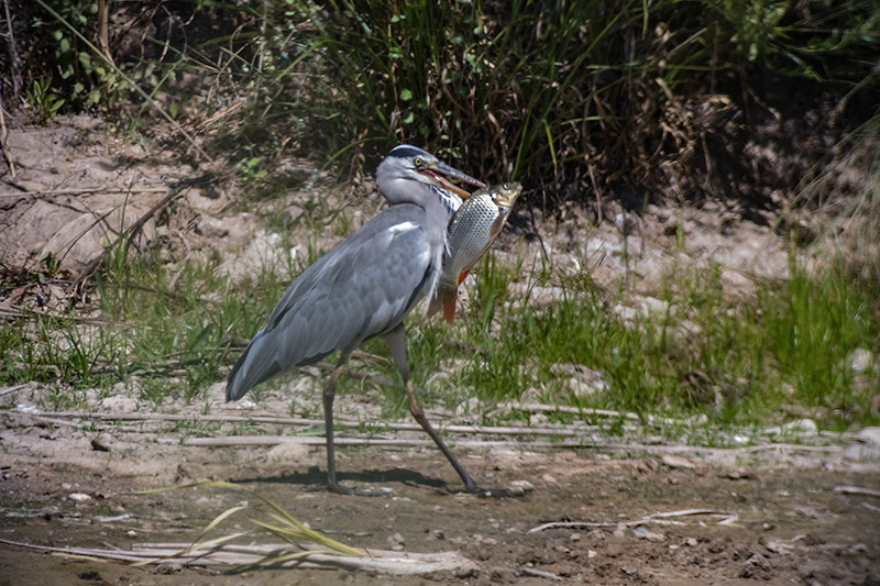 Bernat pescaire (Ardea Cinerea)