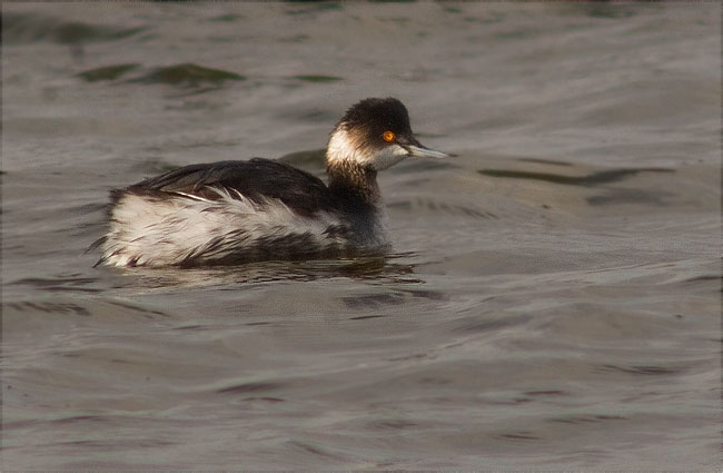 Cabussó coll-negre (Podiceps nigricollis)