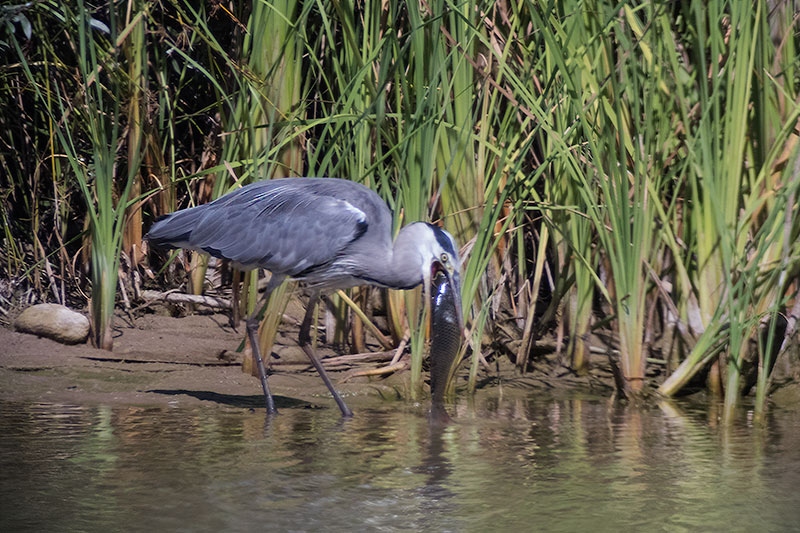 Bernat pescaire (Ardea Cinerea)