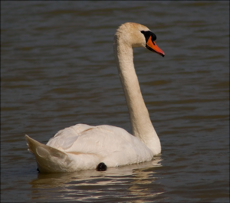 Cigne mut (Cygnus olor)