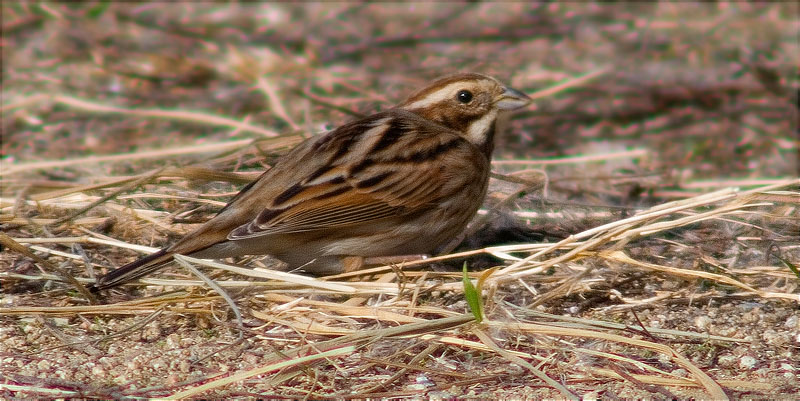 Repicatalons (Emberiza schoeniclus)