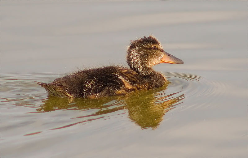 Juvenil d'Ànec collverd (Anas platyrhynchos)