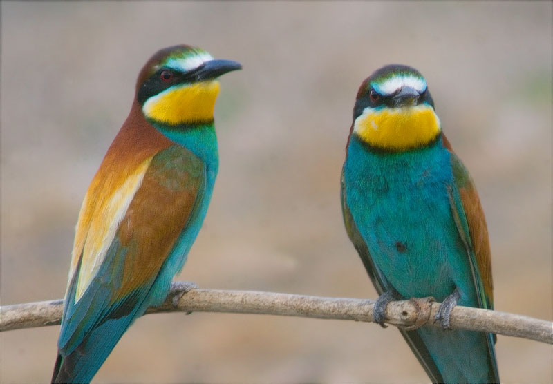 Abellerol (Merops apiaster)