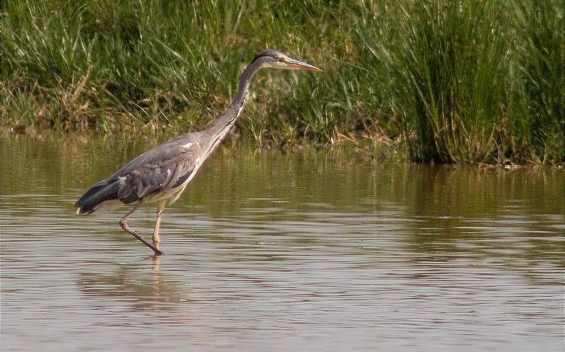 Bernat pescaire (Ardea cinerea)