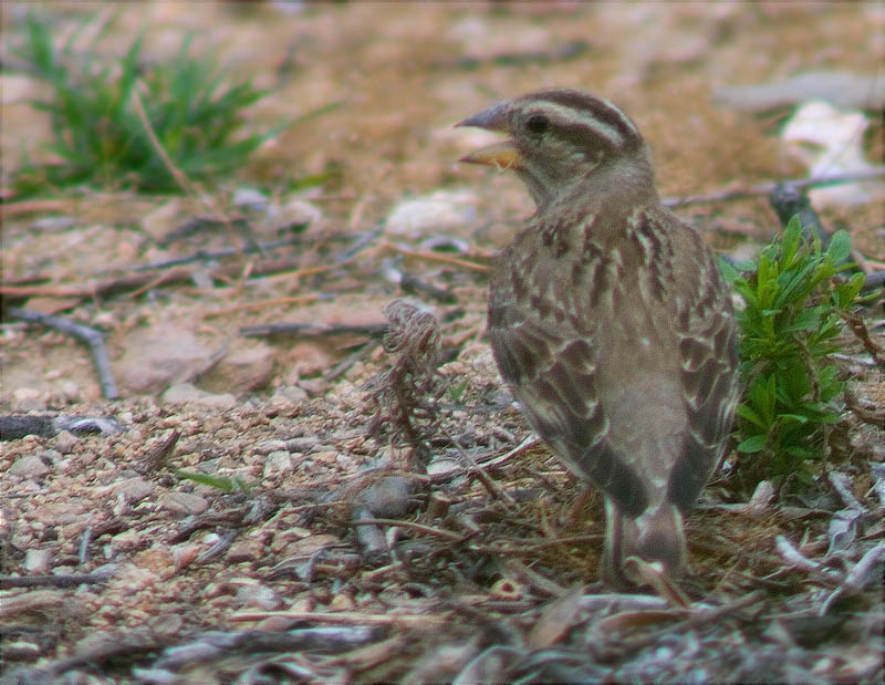 Pardal roquer (Petronia petronia)