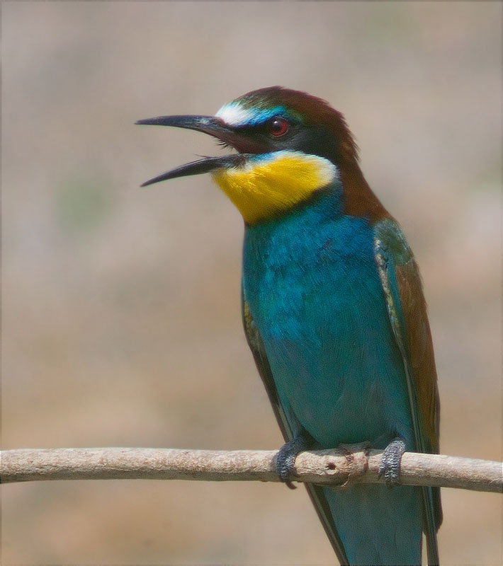 Abellerol (Merops apiaster)