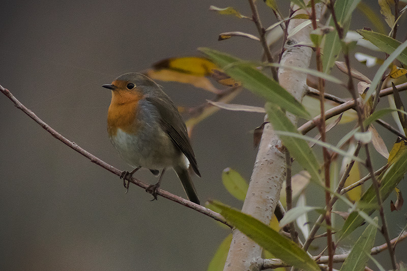 Pit roig (Erithacus rubecola)