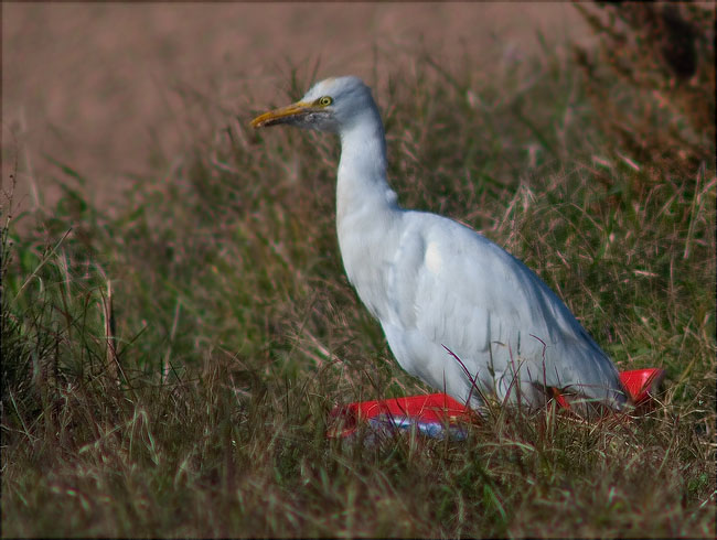 Esplugabous (Bubulcus ibis)