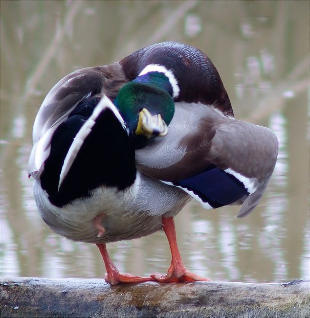 Mascle d'Ànec collverd (Anas platyrhynchos)