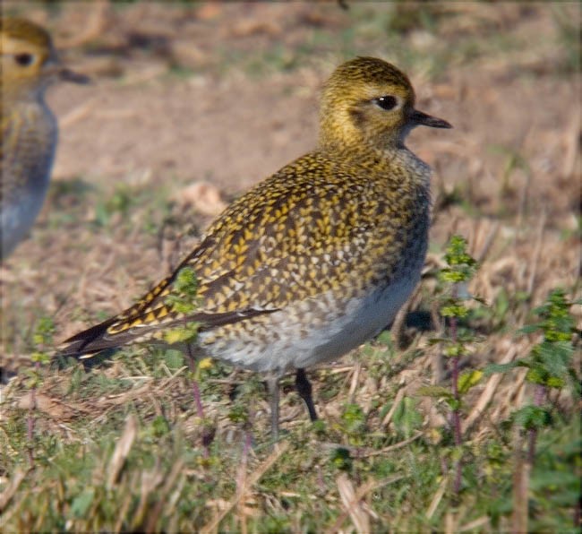 Daurada grossa (Pluvialis apricaria)