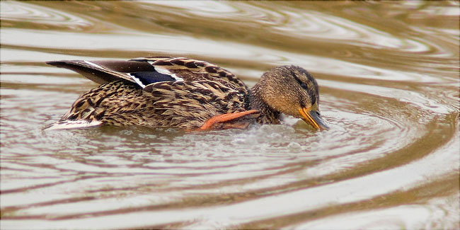 Ànec collverd (Anas platyrhynchos)