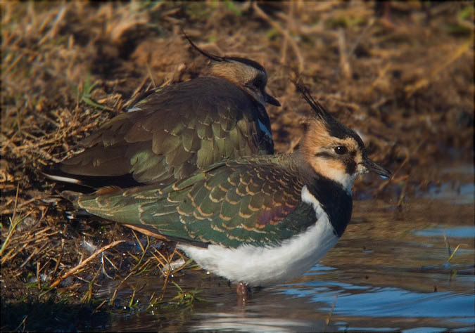 Fredeluga (Vanellus vanellus) 2/2