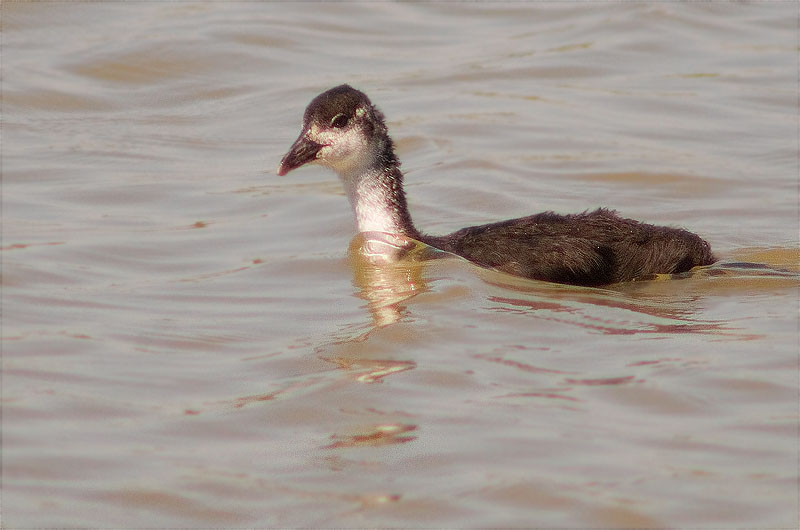 Jove de Fotja (Fulica atra)