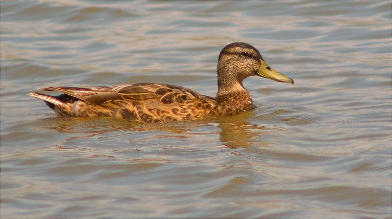 Ànec collverd (Anas platyrhynchos)