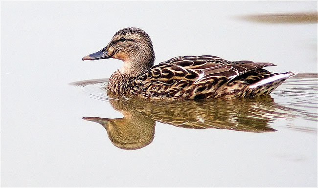 Ànec collverd (Anas platyrhynchos)