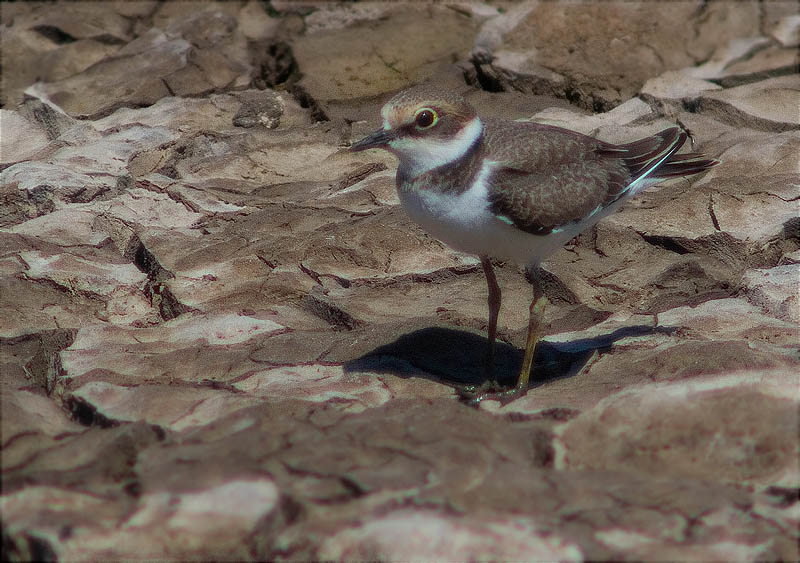 Jove de Corriol petit (Charadrius dubius)