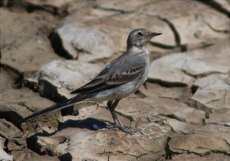 Jove de Cuereta blanca vulgar (Motacilla alba)