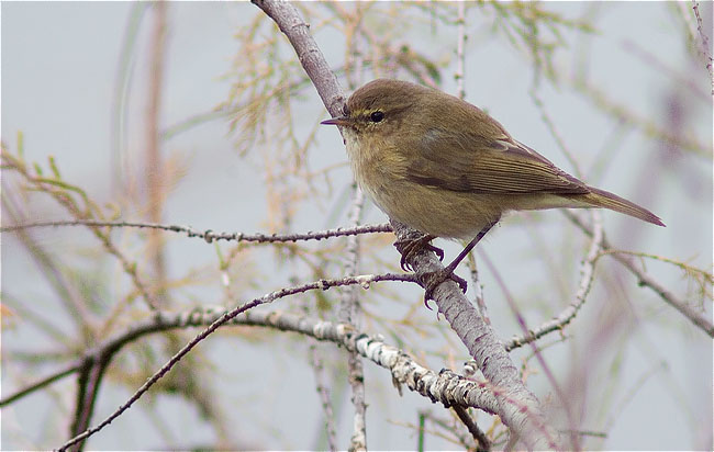 Mosquiter comú (Philoscopus collybita)