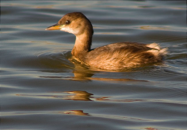 Jove de Cabusset (Tachybaptus ruficollis)