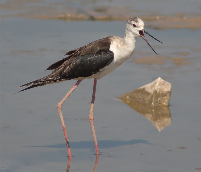 Cames Llargues (Himantopus himantopus)