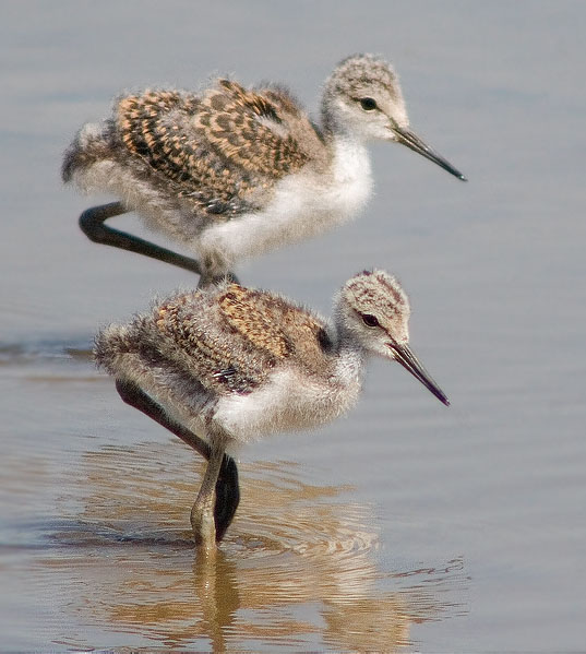 Juvenils de Cames Llargues (Himantopus himantopus)