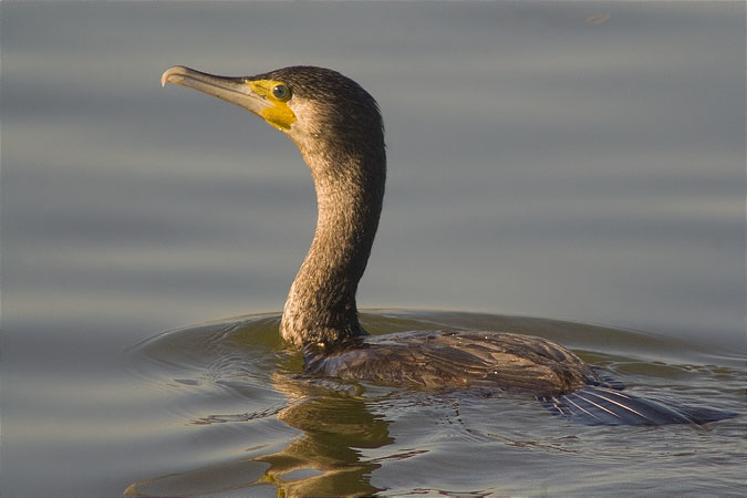 Corb marí gros (Phalacrocorax carbo)