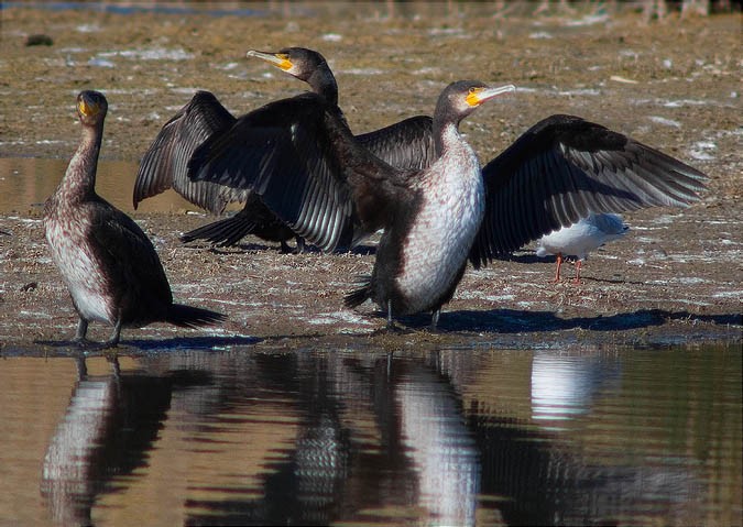 Corb marí gros (Phalacrocorax carbo)