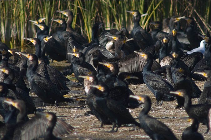 Corb marí gros (Phalacrocorax carbo)