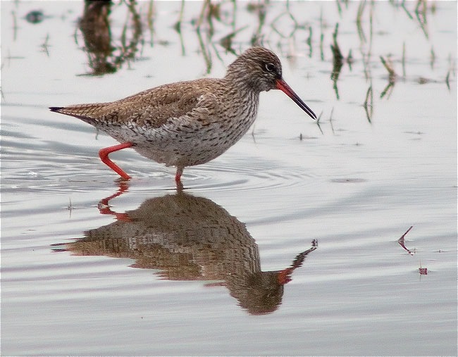 Gamba roja vulgar (Tringa totanus)