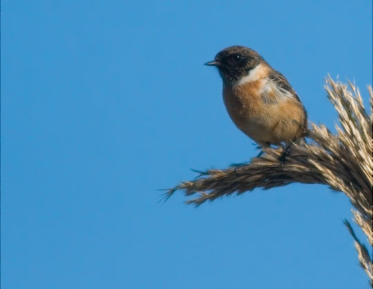 Bitxac comú (Saxicola torquata)