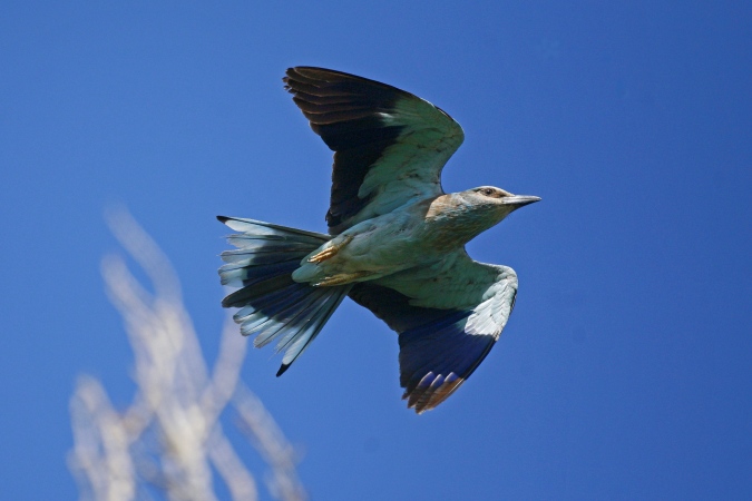 Carraca (Coracias garrulus)