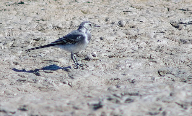 Jove de Cuereta blanca (Motacilla alba)