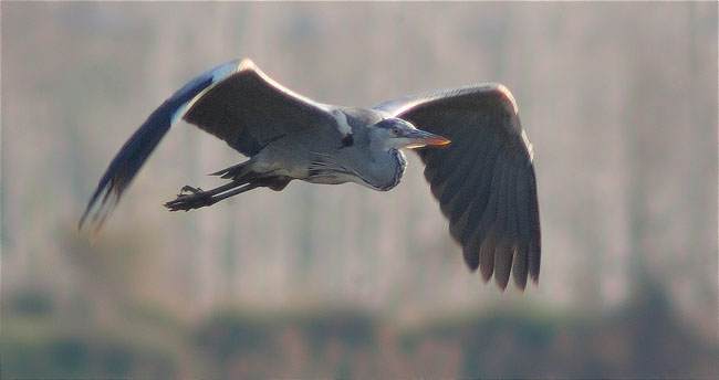 Bernat pescaire (Ardea cinerea)