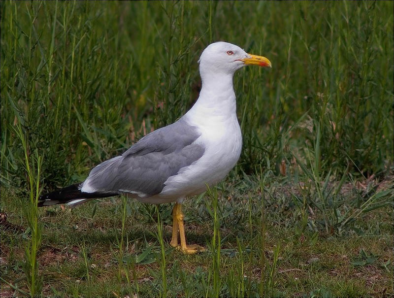 Gavià argentat (Larus michahellis)