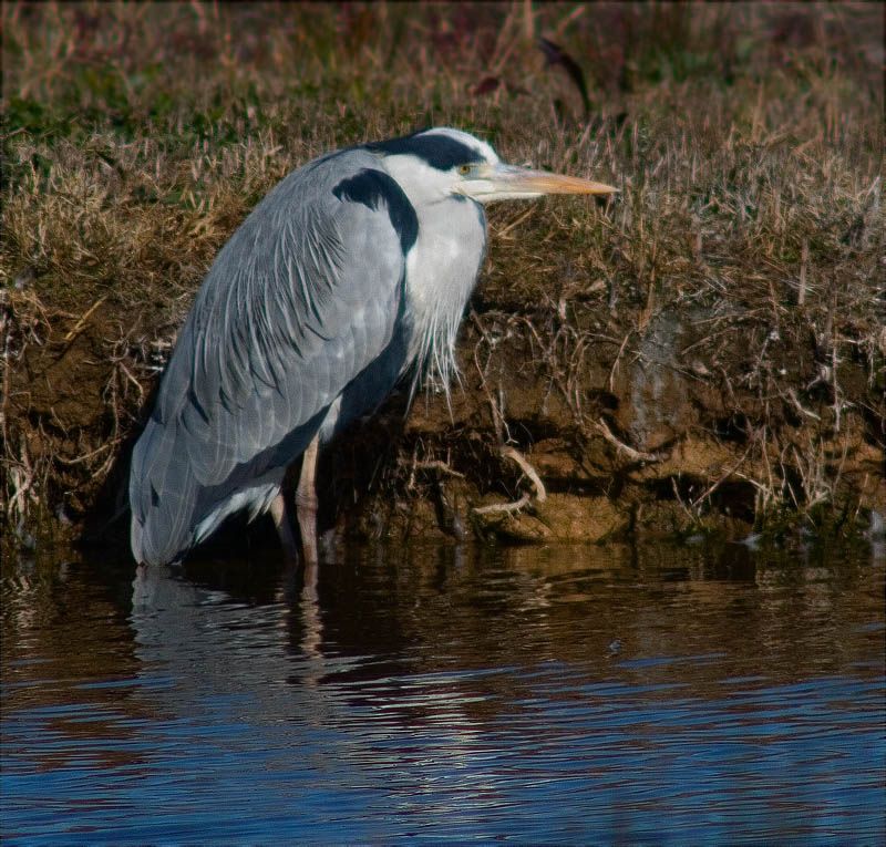 Bernat pescaire (Ardea cinerea)