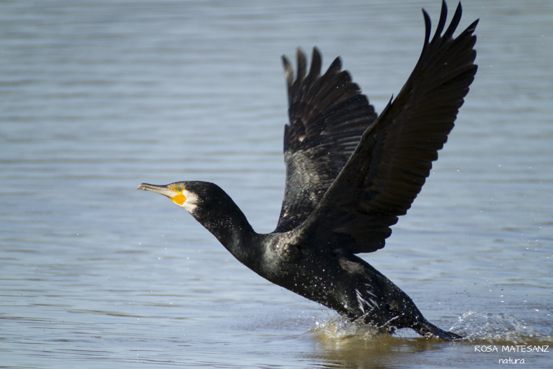 Corb marí gros enlairant-se (Phalacrocorax carbo)