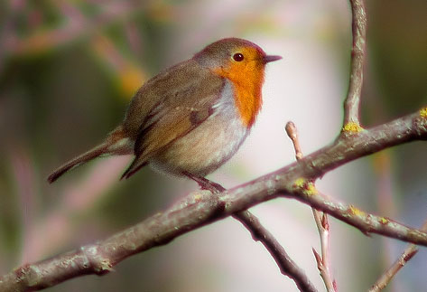 Pit roig (Erithacus rubecola)