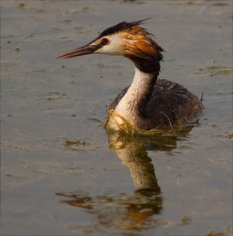 Cabussó emplomallat (Podiceps cristatus)