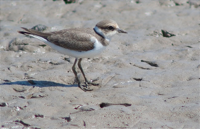 Jove de Corriol petit (Charadrius dubius)