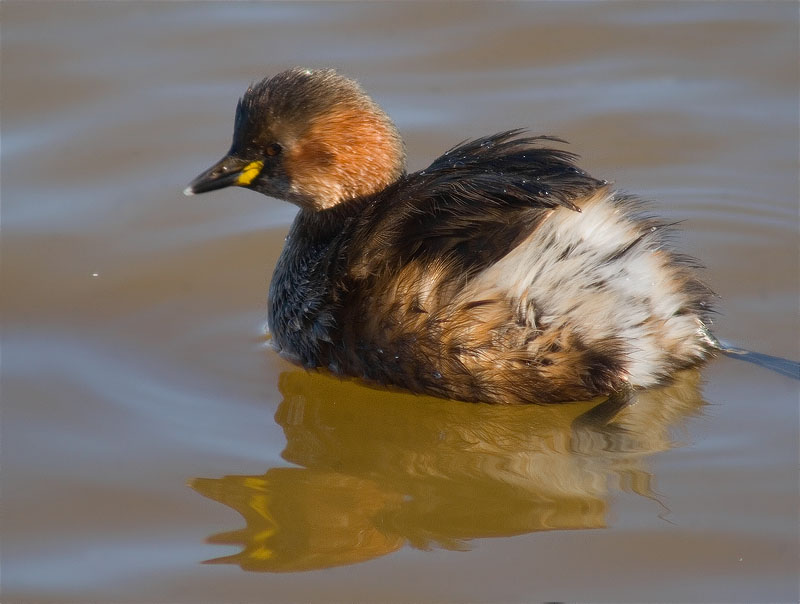 Cabusset (Tachybaptus ruficollis)