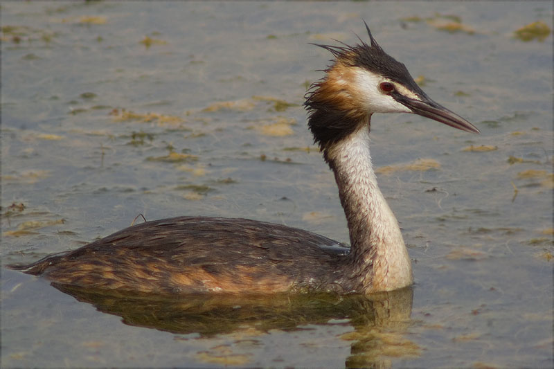 Cabussó emplomallat (Podiceps cristatus)