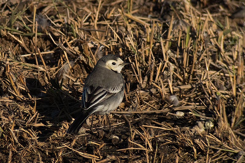 Cuereta blanca vulgar (Motacilla alba)