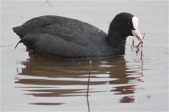 Fotja (Fulica atra)