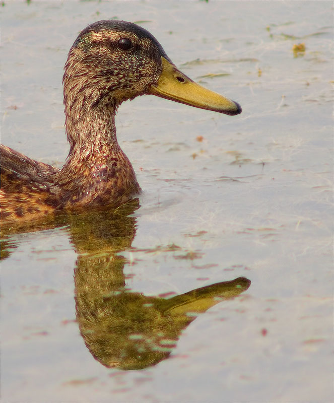 Jove mascle d'Ànec collverd (Anas platyrhynchos)